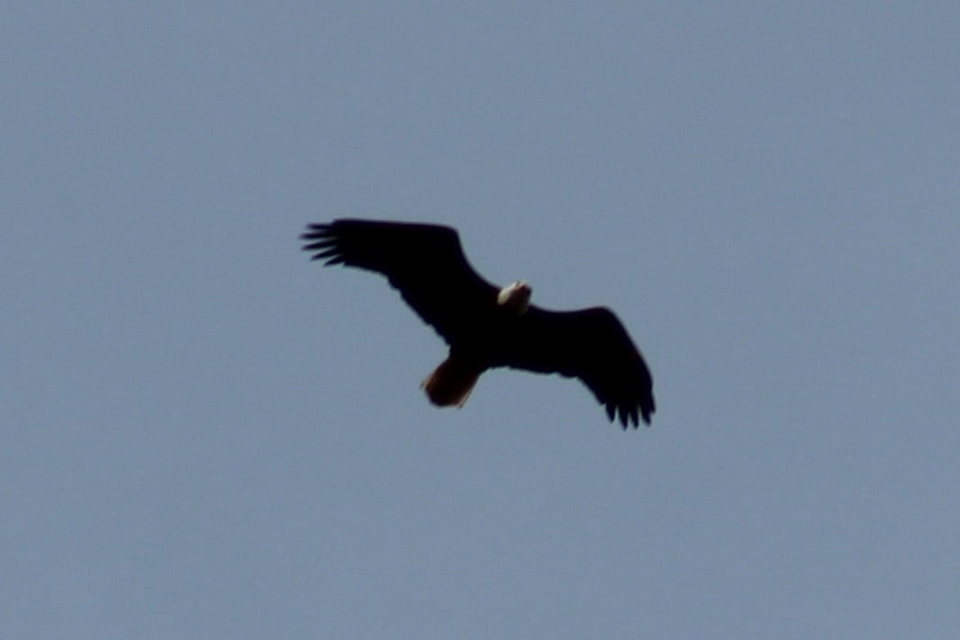 Bald Eagle - ML423552811