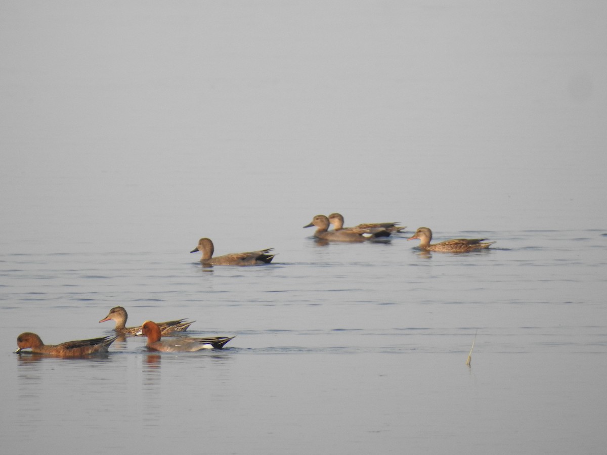 Gadwall - ML423552821