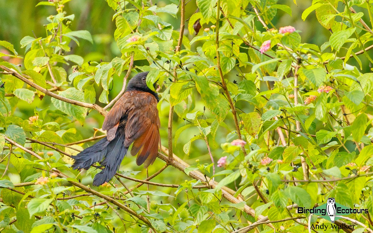 Lesser Coucal - Andy Walker - Birding Ecotours