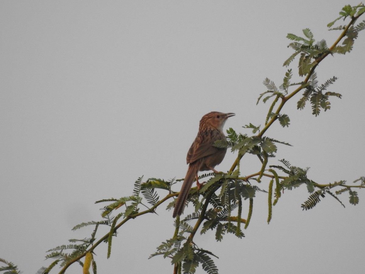 Common Babbler - ML423553291