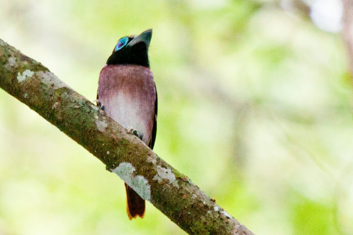 Visayan Broadbill - ML423555211