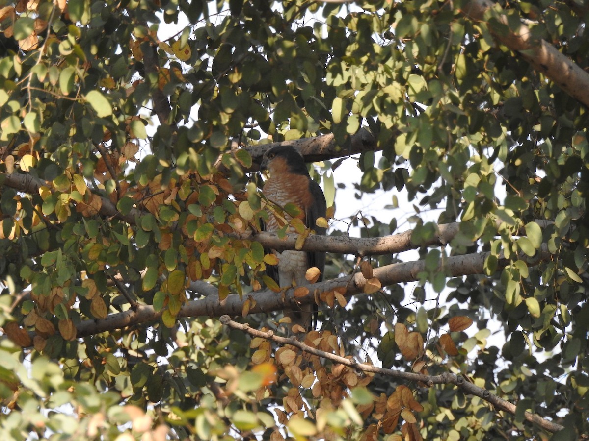 Eurasian Sparrowhawk - ML423555711