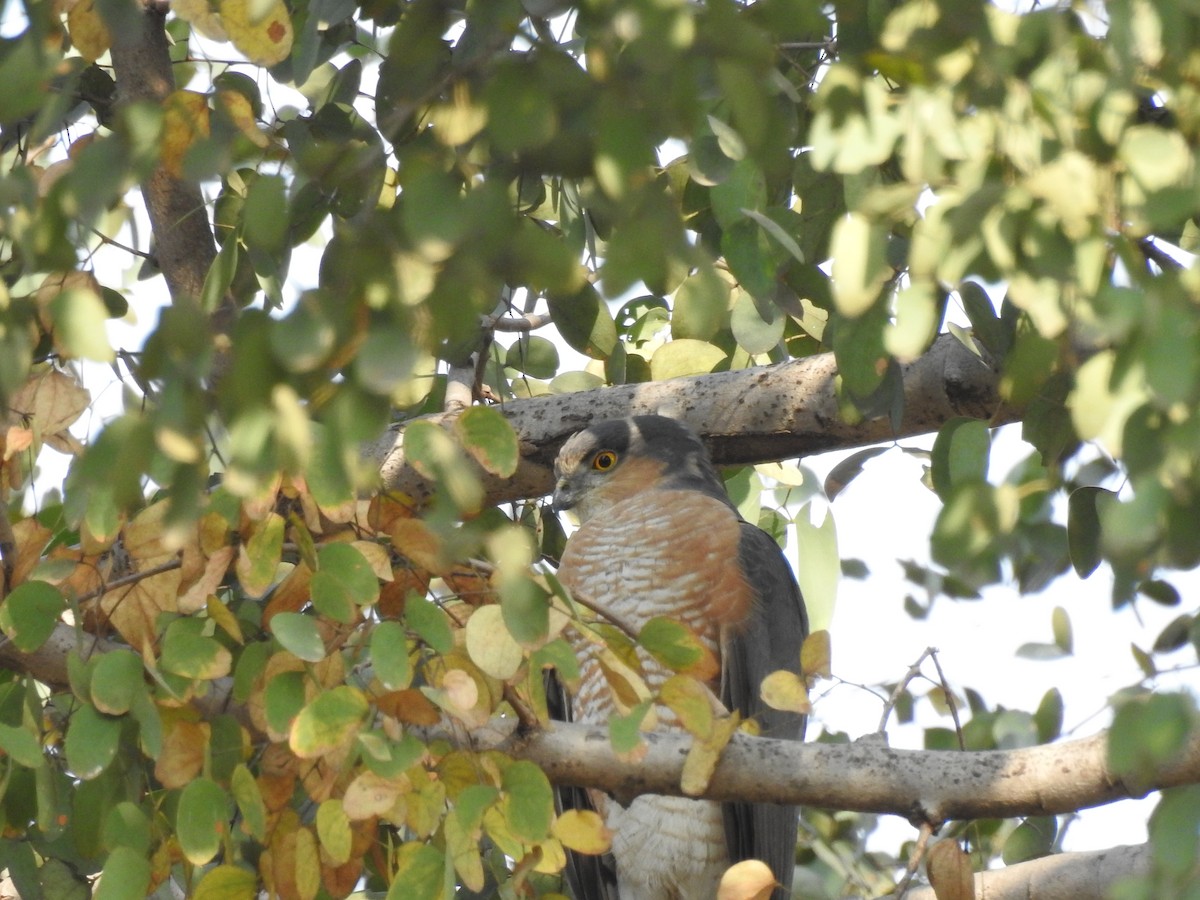 Eurasian Sparrowhawk - ML423555751