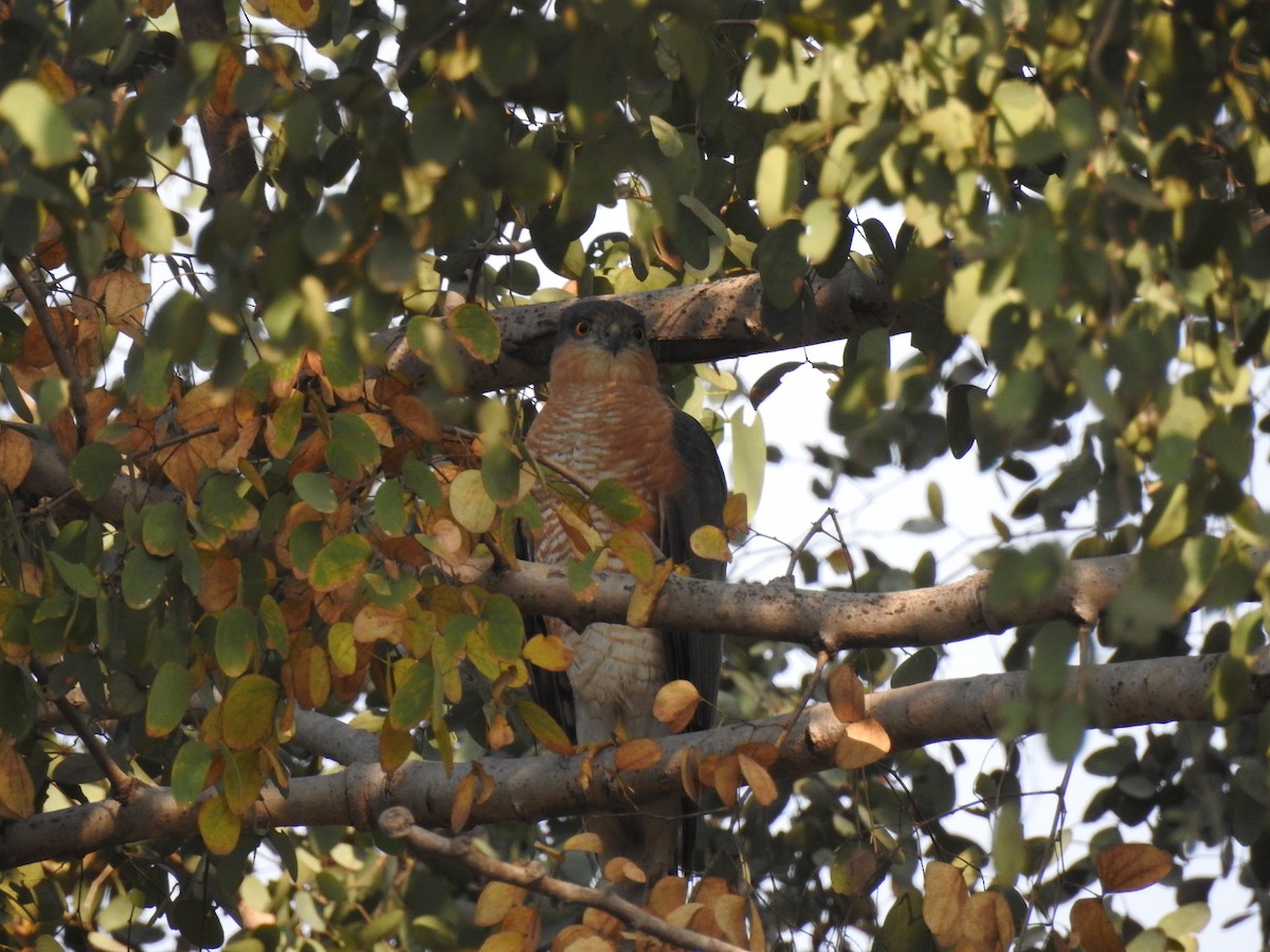 Eurasian Sparrowhawk - ML423555771