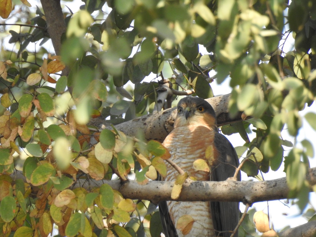 Eurasian Sparrowhawk - ML423555831