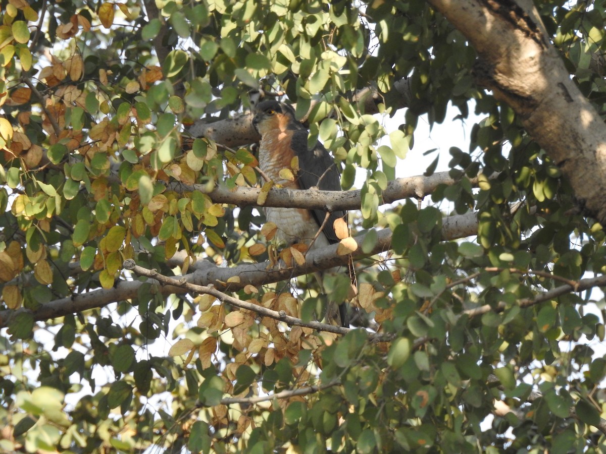 Eurasian Sparrowhawk - ML423555841