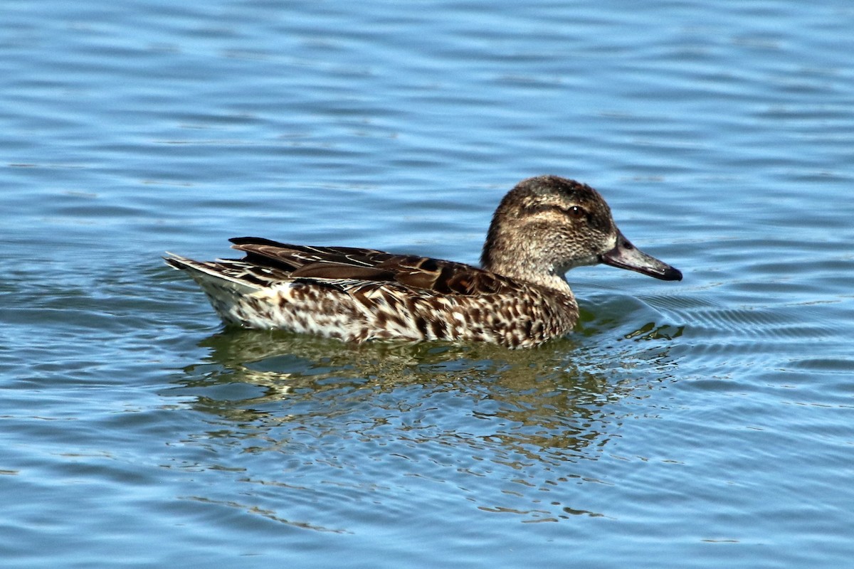 Green-winged Teal - ML423557091