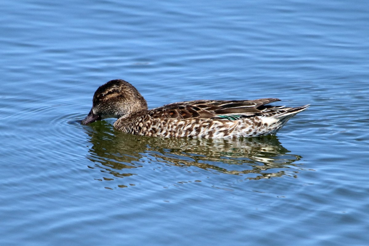 Green-winged Teal - ML423557101