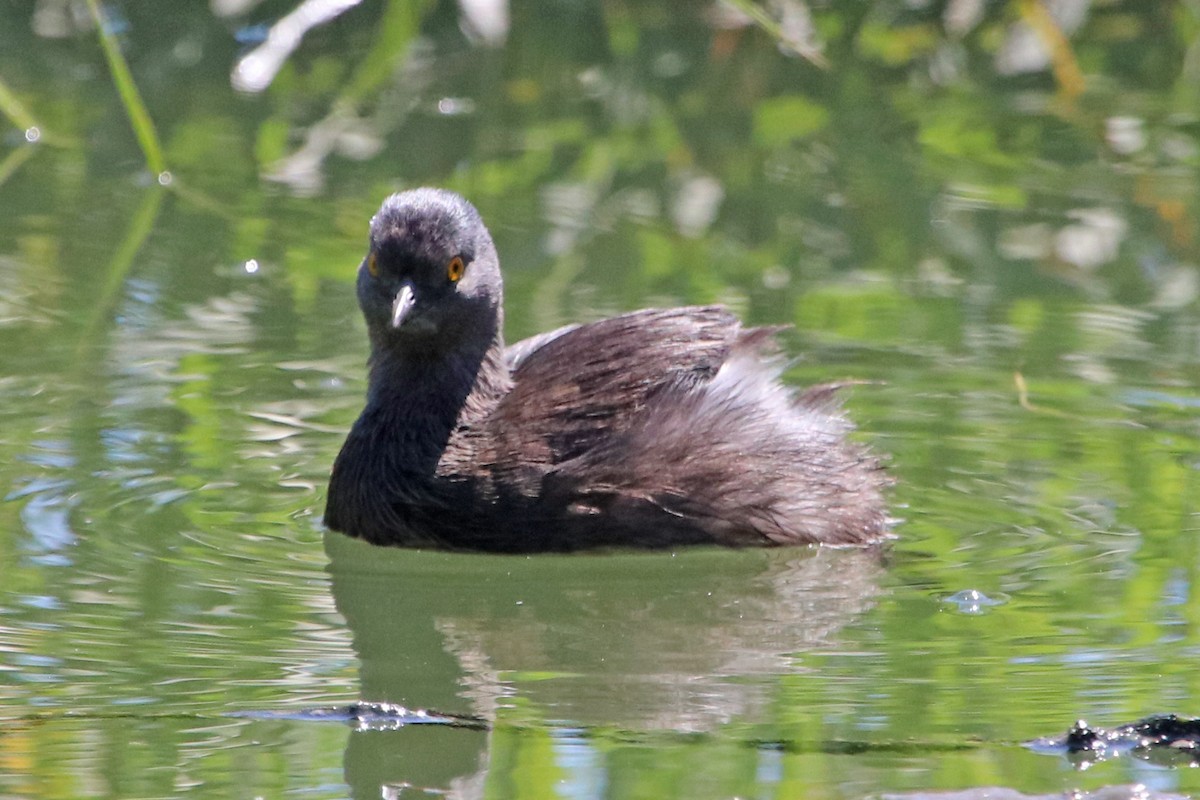 Least Grebe - ML423557631