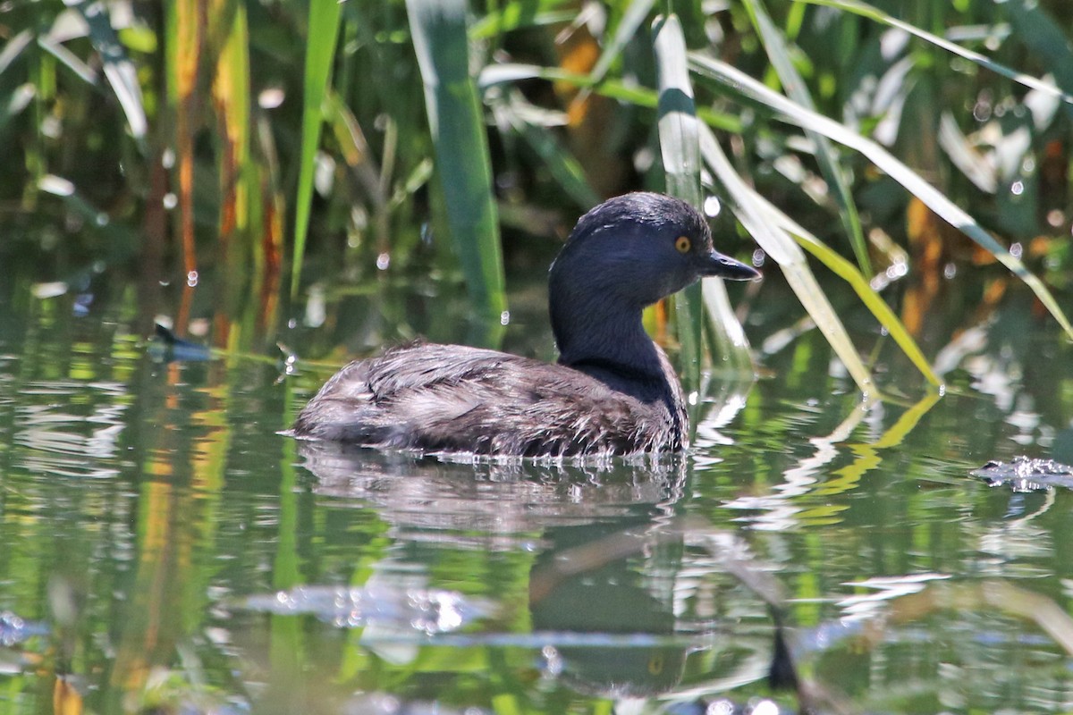 Least Grebe - ML423557641