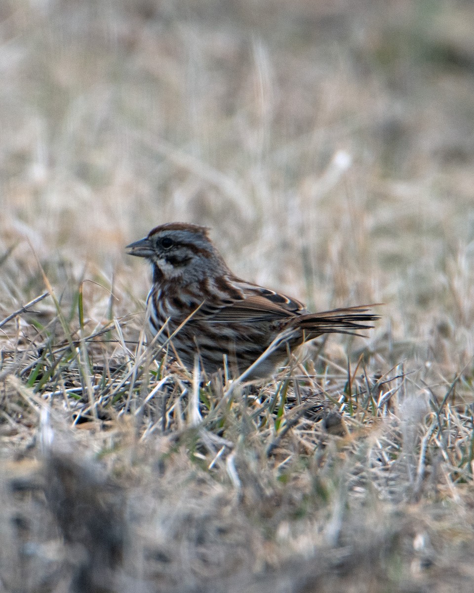 Song Sparrow - Mike Birmingham