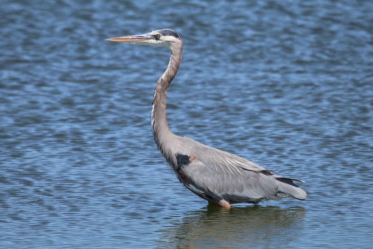 Garza Azulada - ML423559941