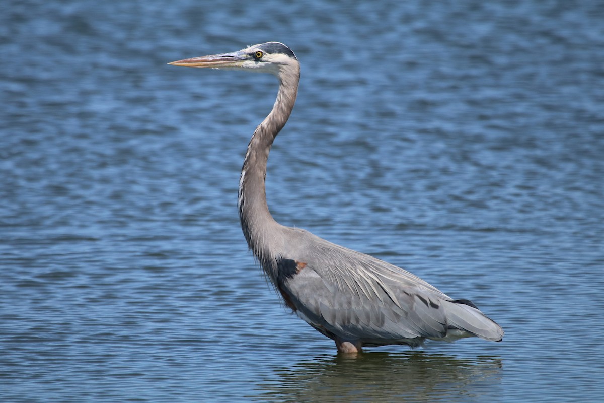 Garza Azulada - ML423559961