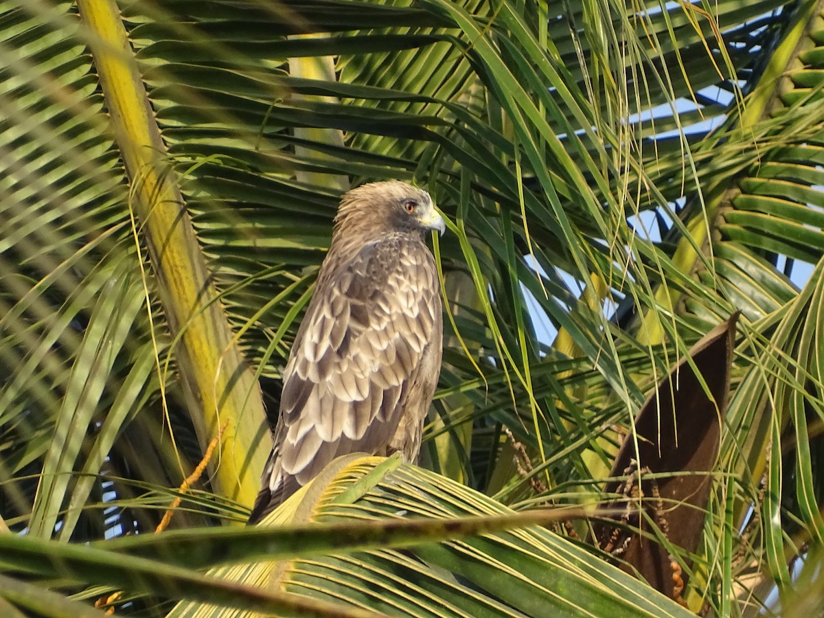 Booted Eagle - ML423560711