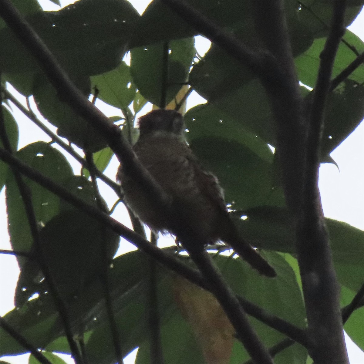 Barred Puffbird - Elaine Wagner