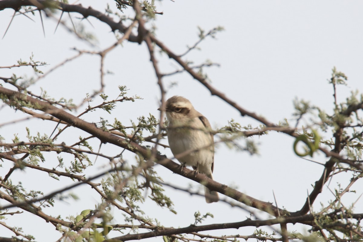 Common Woodshrike - ML423561741