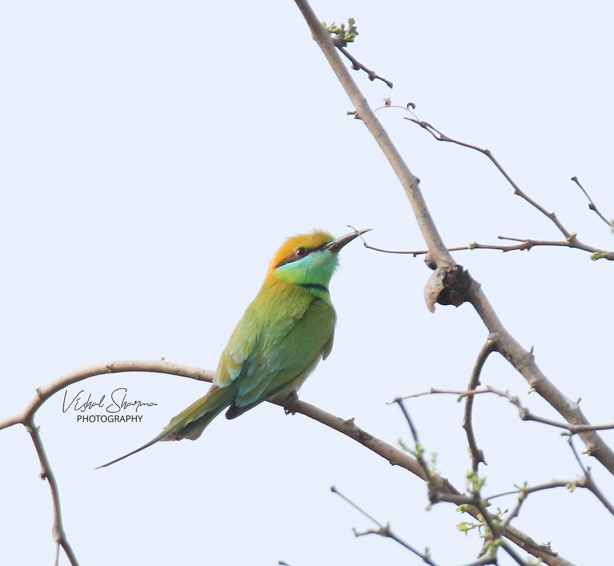 Asian Green Bee-eater - ML423562311