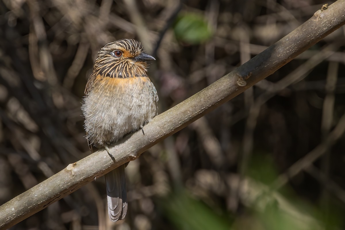 Crescent-chested Puffbird - ML423563251