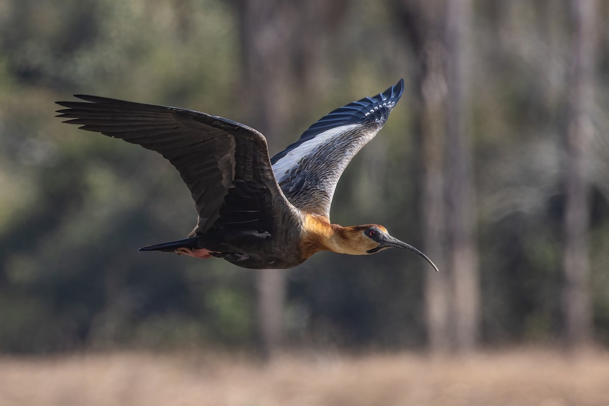 Buff-necked Ibis - ML423563381