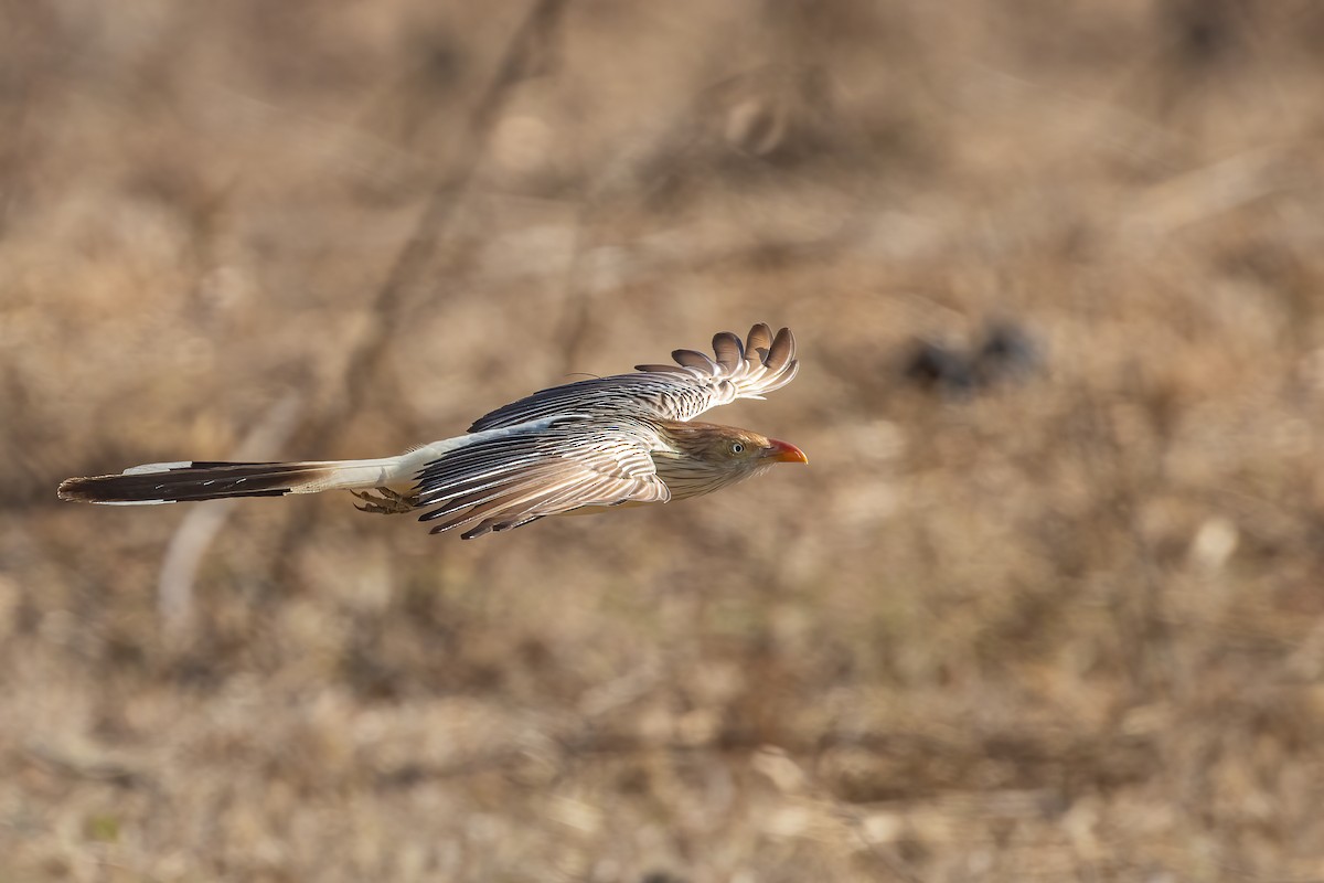 Guira Cuckoo - Bertrando Campos