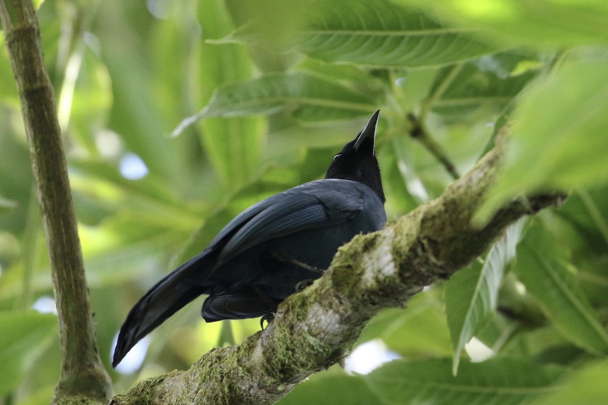 Black-throated Jay - ML423563761