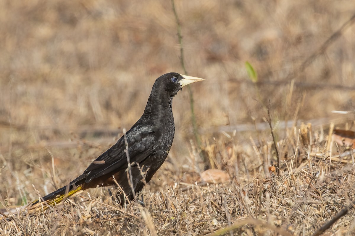 Crested Oropendola - ML423563811