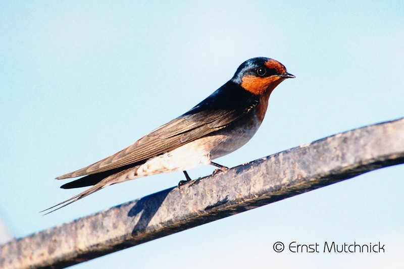 Welcome Swallow - Ernst Mutchnick