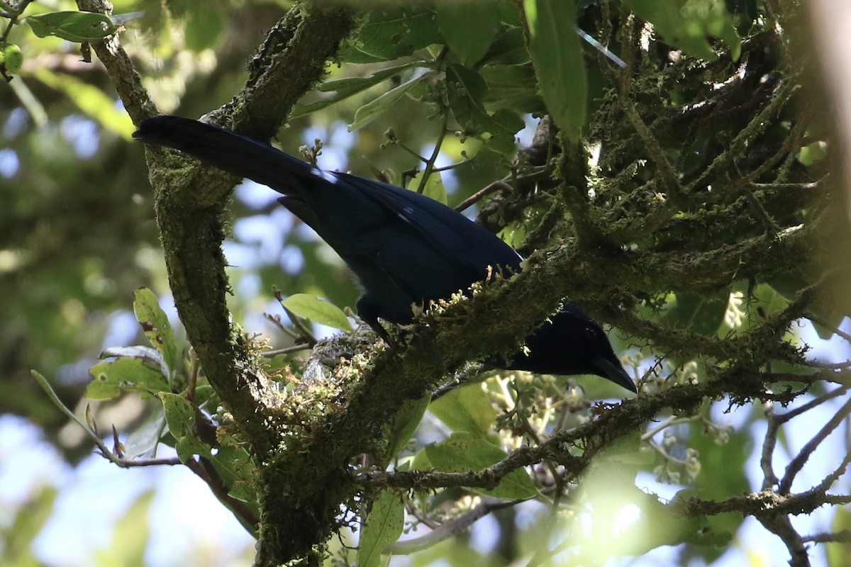 Black-throated Jay - ML423564331