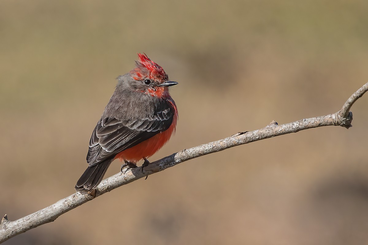 Vermilion Flycatcher - ML423564591