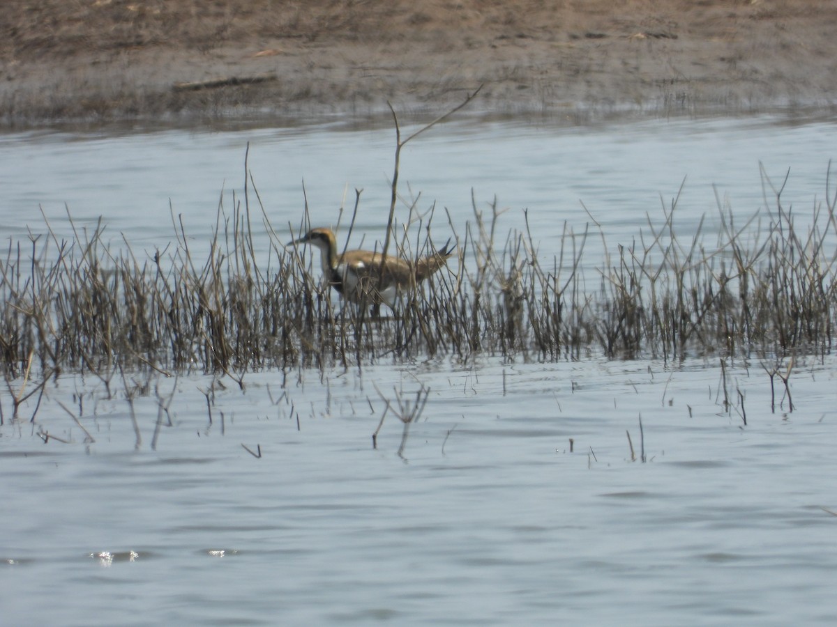Pheasant-tailed Jacana - ML423564701
