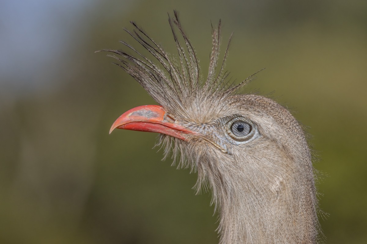 Red-legged Seriema - ML423564761