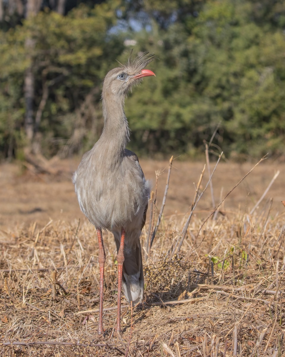 Red-legged Seriema - ML423564781