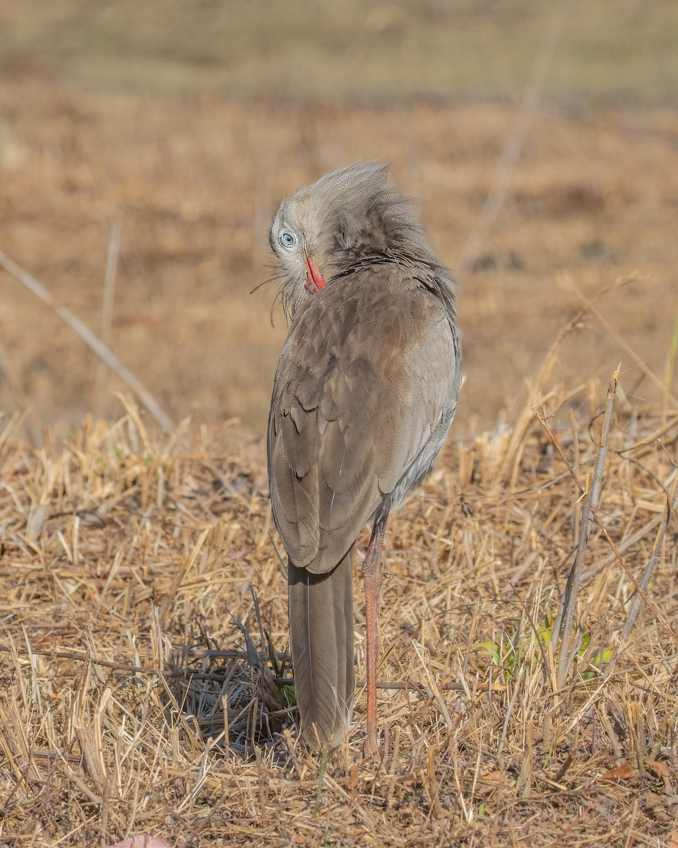 Red-legged Seriema - ML423564791