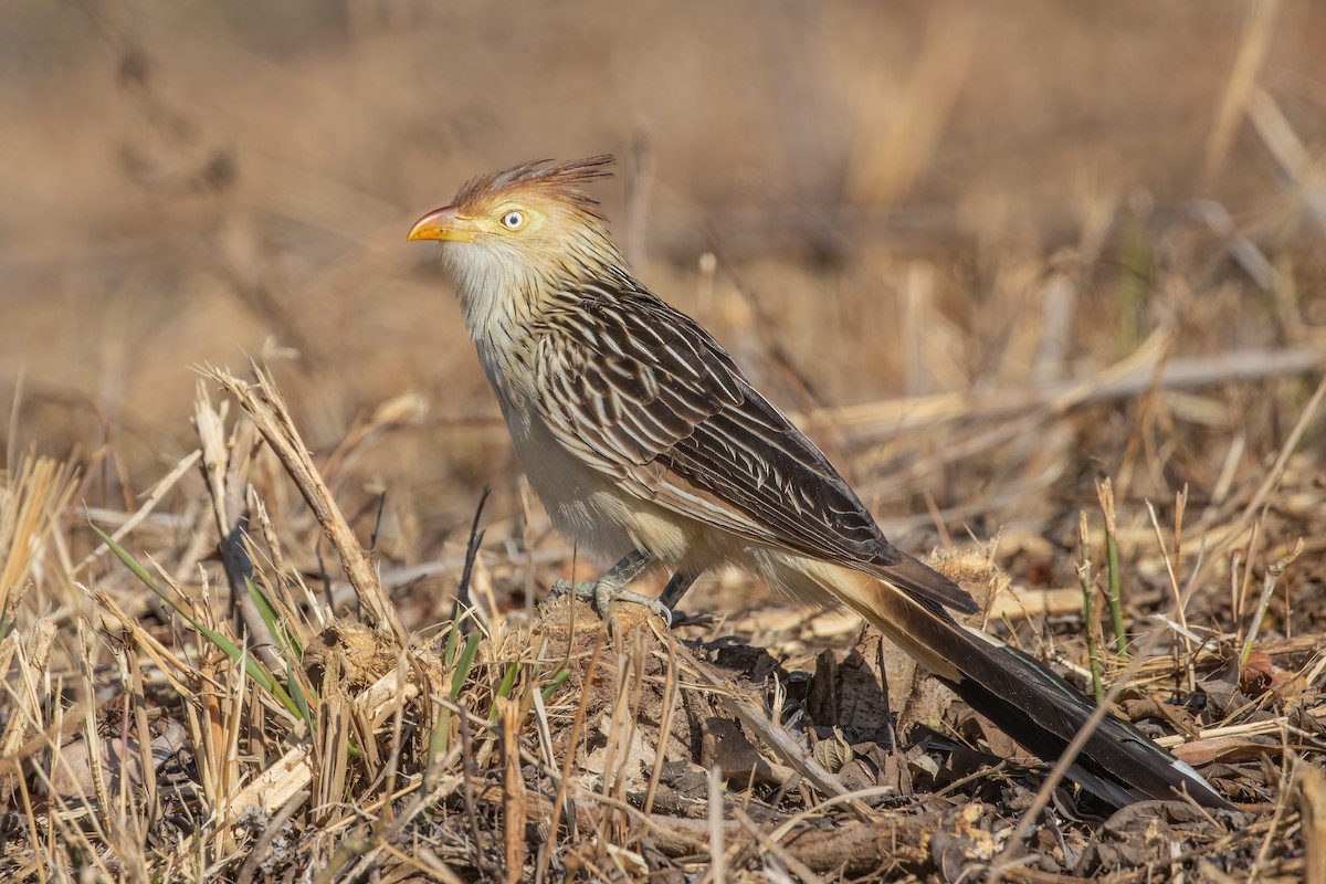 Guira Cuckoo - Bertrando Campos