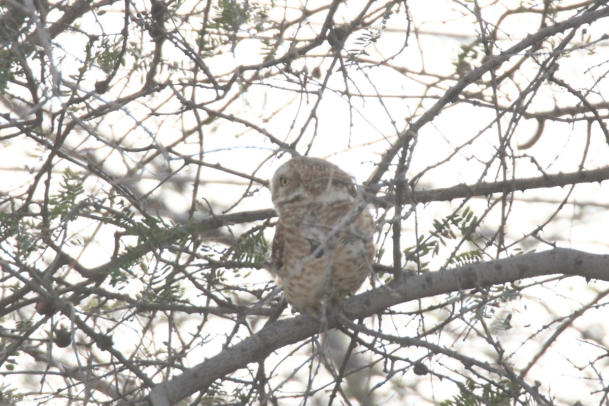 Spotted Owlet - ML423564971