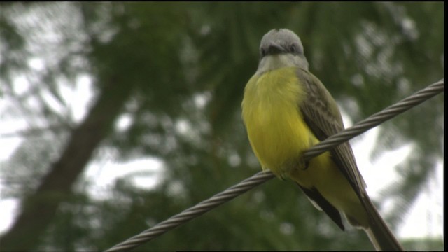 Couch's Kingbird - ML423565