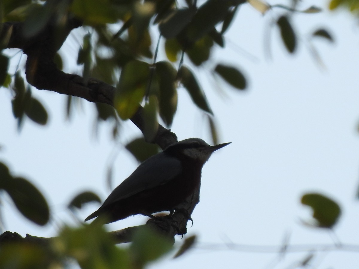 Indian Nuthatch - ML423565851