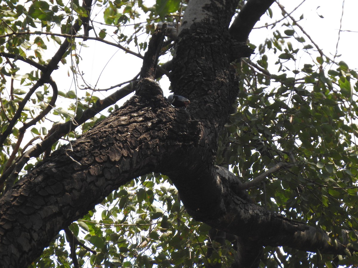 Indian Nuthatch - ML423565861