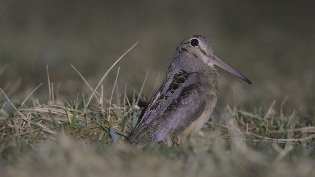 American Woodcock - ML423565991