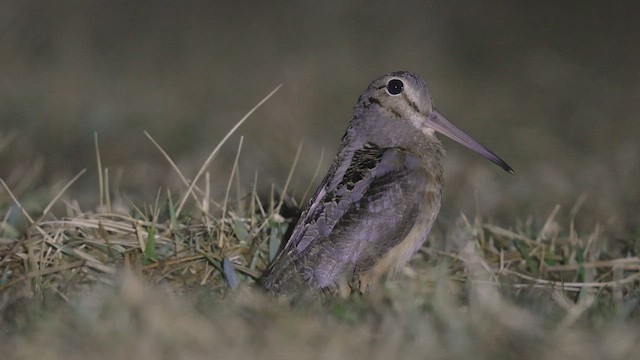 Американский вальдшнеп - ML423565991