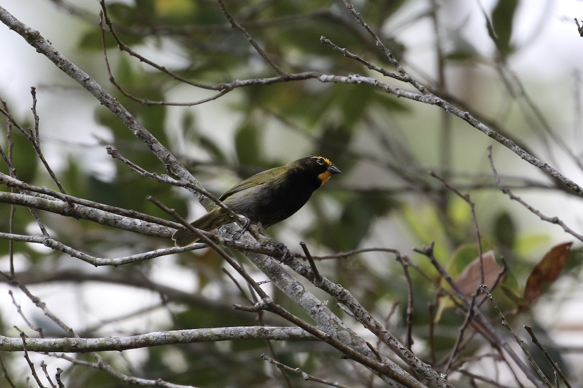 Yellow-faced Grassquit - ML423566171