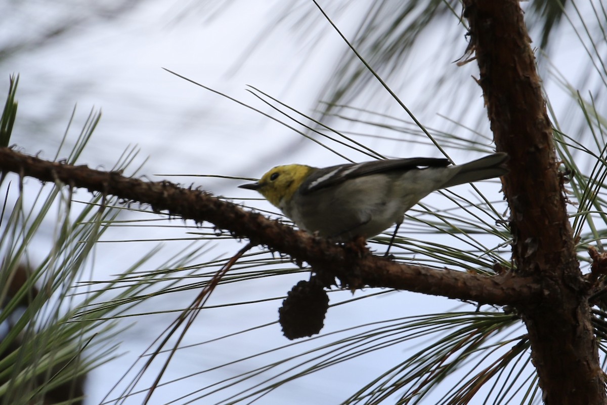 Hermit Warbler - ML423567191