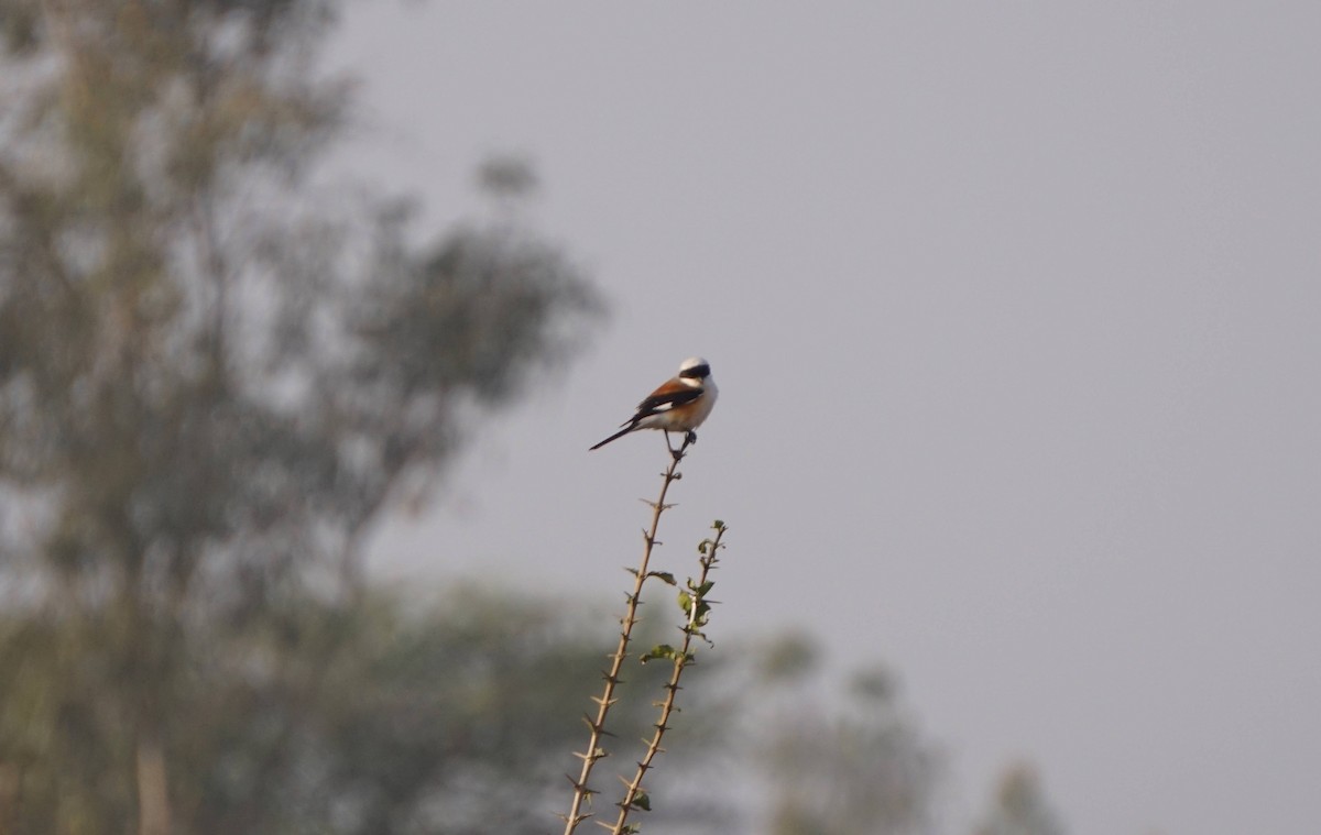 Bay-backed Shrike - ML423567601