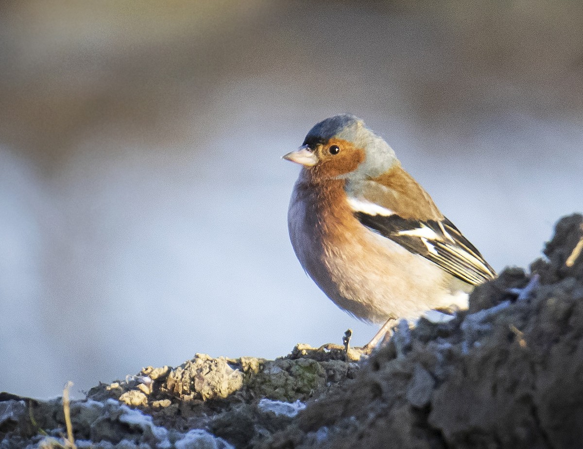 Common Chaffinch - ML423568351