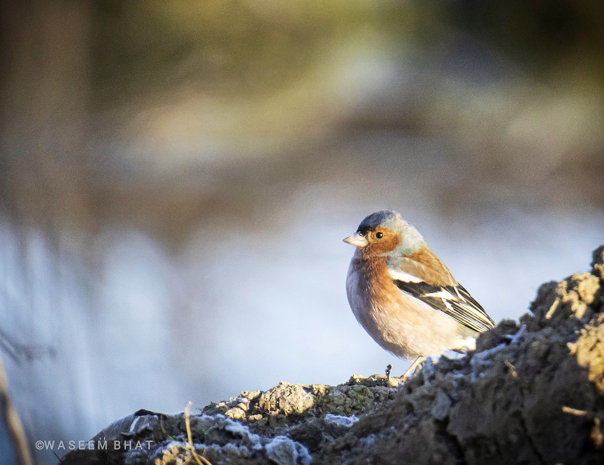 Common Chaffinch - ML423568631