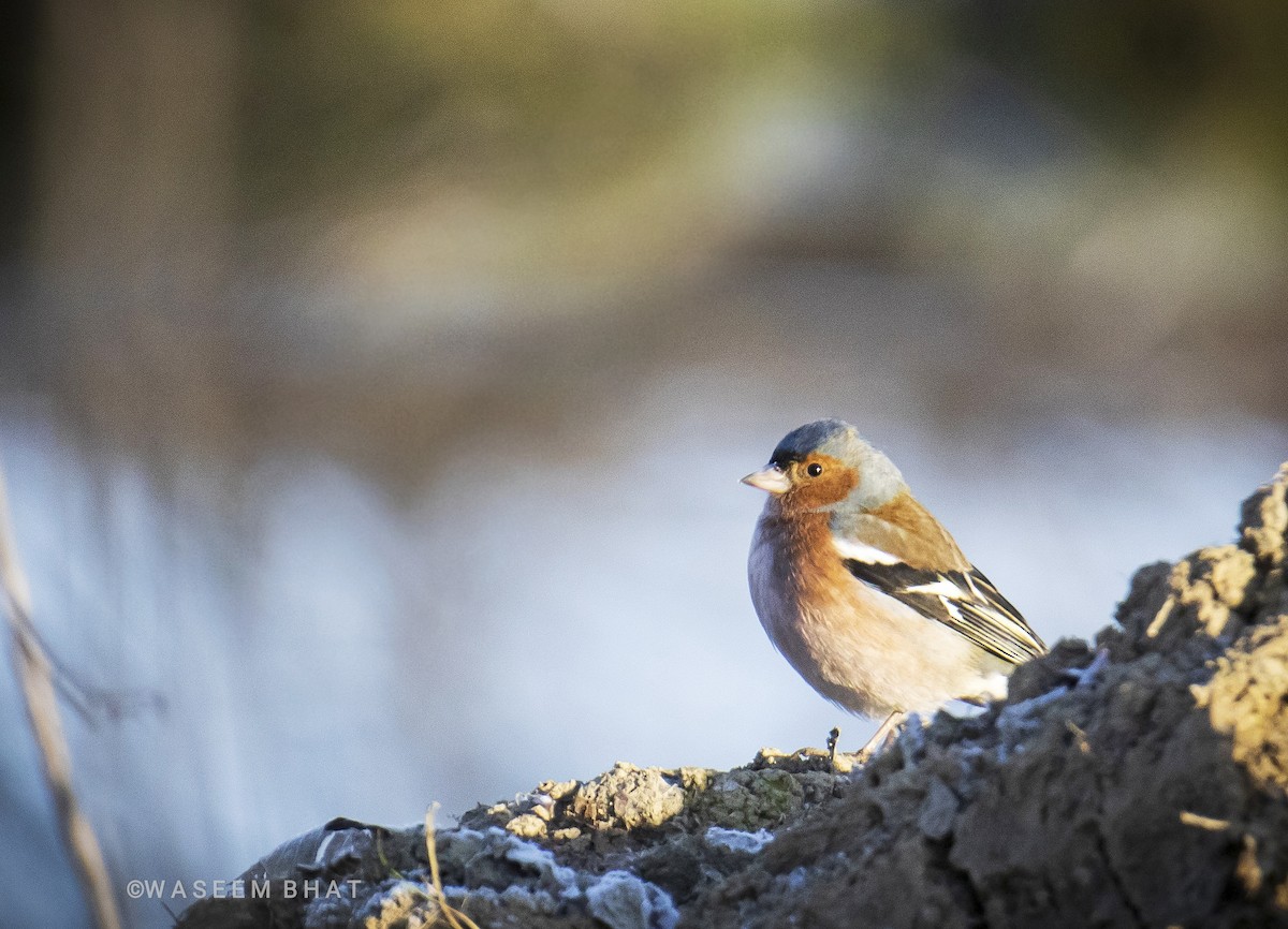 Common Chaffinch - ML423568641