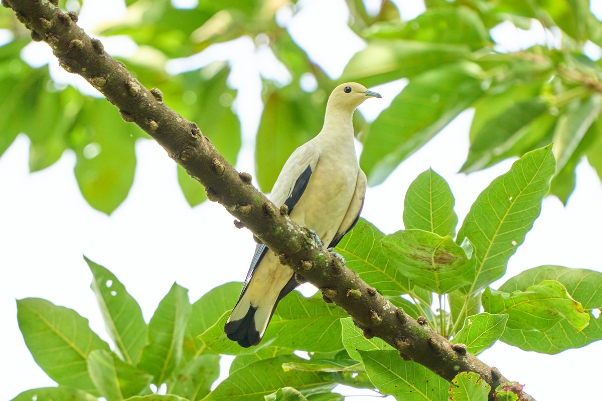 Pied Imperial-Pigeon - Yuh Woei Chong