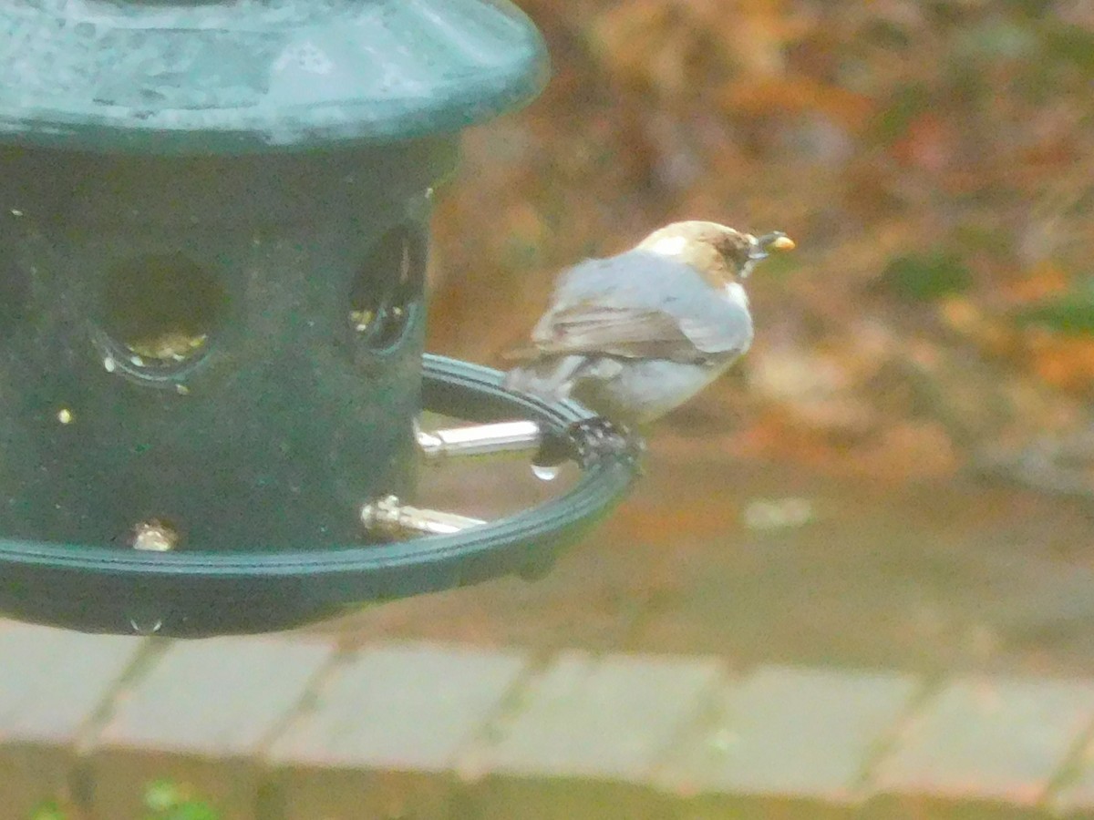 Brown-headed Nuthatch - Bruce Brasher