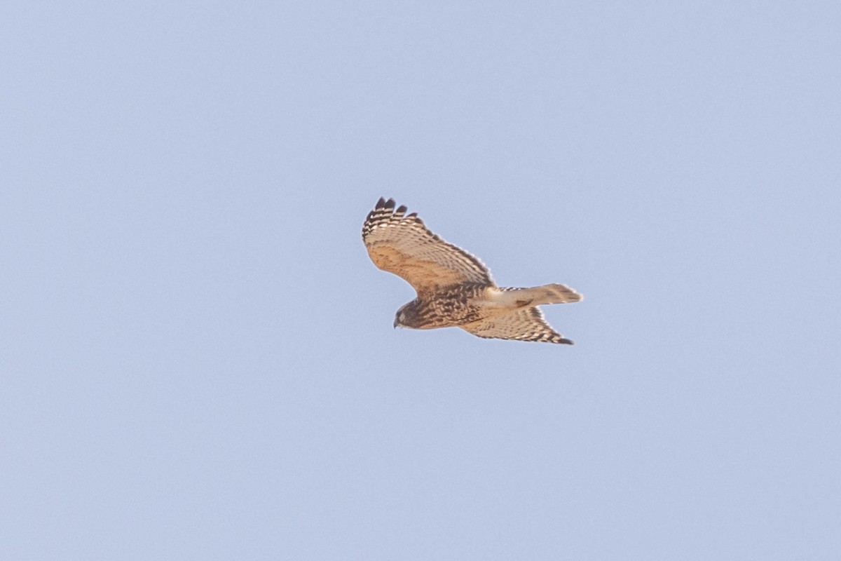 Red-shouldered Hawk - ML423571091