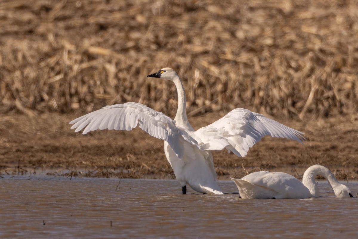 Tundra Swan - ML423571121